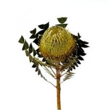 Banksia - Baxteri
